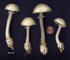 amanita_multisquamosa_01big.jpg