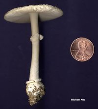 amanita_multisquamosa_03big.jpg