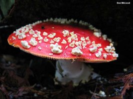 mcleod_amanita_muscaria_01.jpg