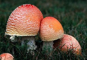 kaminski_amanita_muscaria_2.jpg