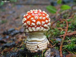 mcleod_amanita_muscaria_02.jpg