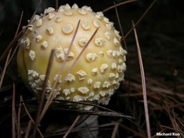 amanita_muscaria_formosa_02.jpg