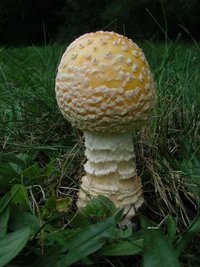 croce_amanita_muscaria_formosa_01big.jpg