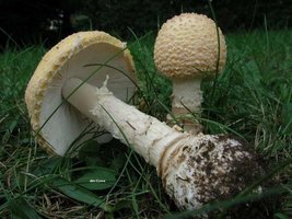 croce_amanita_muscaria_formosa_02big.jpg