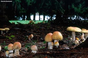 kaminski_amanita_muscaria_formosa.jpg