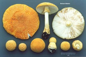 nadon_amanita_muscaria_formosa_01.jpg