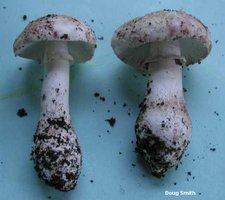 smith_amanita_novinupta_02.jpg