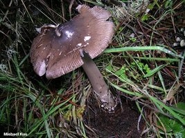 amanita_pachycolea_01.jpg