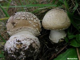 amanita_pantherina_01.jpg