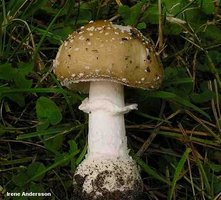 andersson_amanita_pantherina_01.jpg