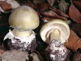 Amanita_phalloides(fs-02).jpg