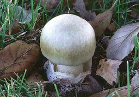 Amanita_phalloides(fs-04).jpg