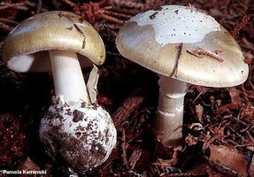 kaminski_amanita_phalloides.jpg