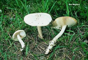 meyers_amanita_populiphila_02.jpg