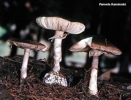 kaminski_amanita_porphyria.jpg