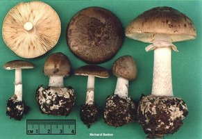 nadon_amanita_porphyria.jpg