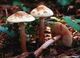 kaminski_amanita_rubescens.jpg