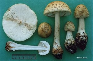 nadon_amanita_rubescens.jpg