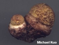 amanita_rubescens_04.jpg