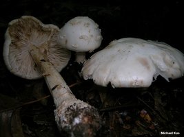 amanita_salmonescens_04big.jpg