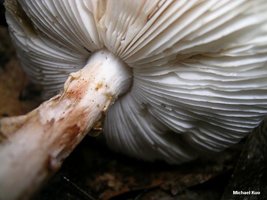 amanita_salmonescens_05big.jpg