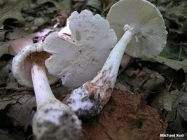 amanita_salmonescens_06.jpg