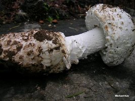 amanita_smithiana_01.jpg