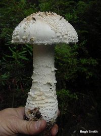 smith_amanita_smithiana_01.jpg