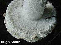 smith_amanita_smithiana_02_thumb.jpg