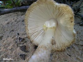 amanita_sp_01_01big.jpg