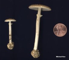 amanita_sp_02_02.jpg