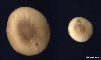 amanita_sp_02_03.jpg