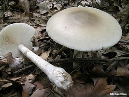 amanita_spreta_01.jpg