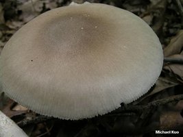 amanita_spreta_03.jpg