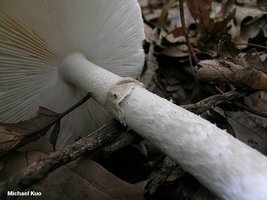 amanita_spreta_04.jpg