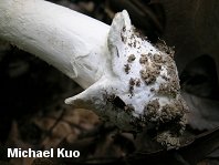 amanita_spreta_02_thumb.jpg