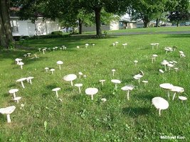 amanita_thiersii_02.jpg
