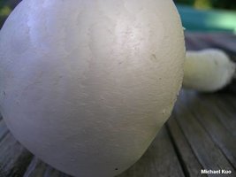 amanita_thiersii_03.jpg