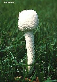 meyers_amanita_thiersii_01.jpg