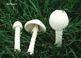 meyers_amanita_thiersii_03.jpg