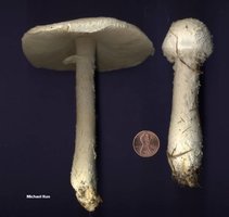 amanita_thiersii_01big.jpg