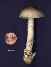 amanita_vaginata_04big.jpg