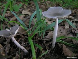 amanita_vaginata_05.jpg