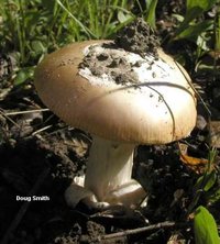 smith_amanita_velosa_01.jpg