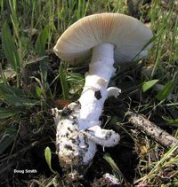 smith_amanita_velosa_03.jpg