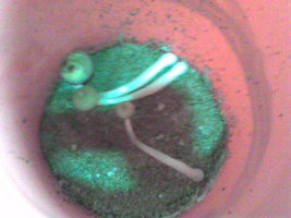 Imag009.jpg