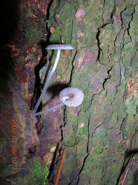 DSCN4278.JPG