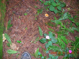 DSCN4285.JPG
