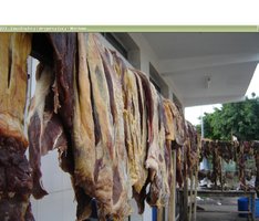 cloro_03.JPG
