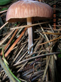 DSCN4363.JPG